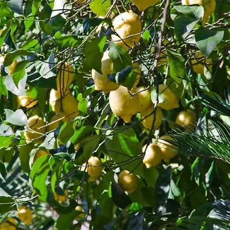 Lidia Panzió Sorrento